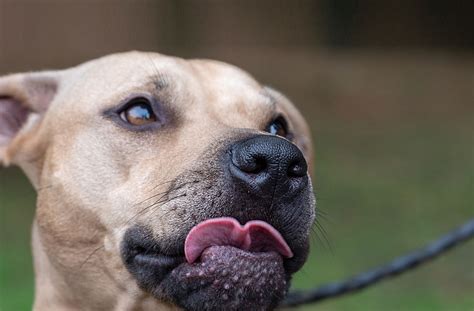 angry pitbull|why are pitbulls so aggressive.